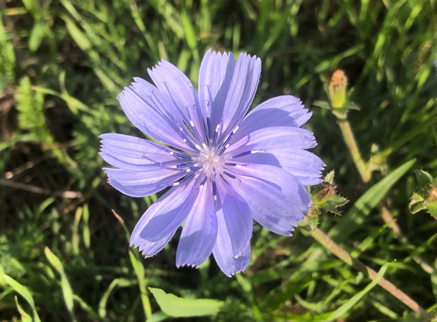 Gros plan d'une fleur de chicorée vue du dessus sur fond d'herbe verte