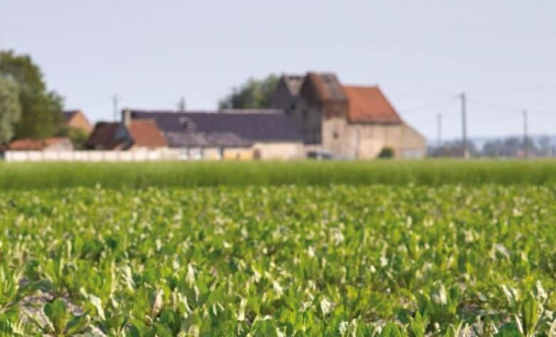 Champ de chicorée en premier plan avec usine de torréfaction en arrière-plan dans le nord de la France